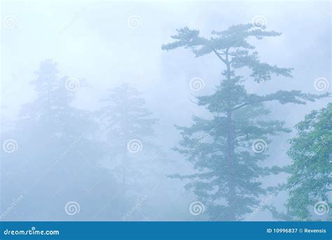 Deep Fog In Natural Woodland Stock Image Image Of Landscape