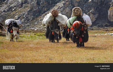 Caravan Yaks Carrying Image And Photo Free Trial Bigstock