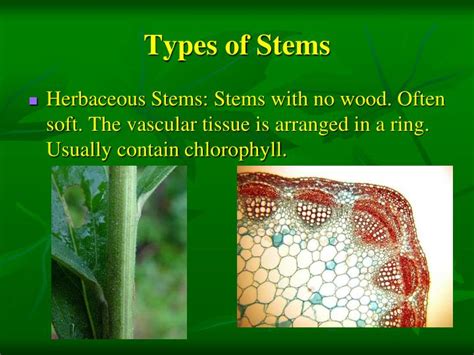 Ppt Parts Of A Vascular Plant Powerpoint Presentation Id2373319