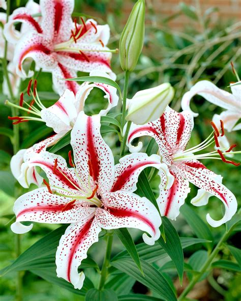 Lily Dizzy Bulbs — Buy Online At Farmer Gracy Uk