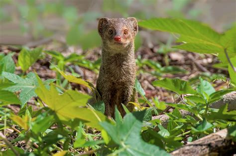 Small Indian Mongoose Herpestes Auropunctatus Bayamón Puerto Rico