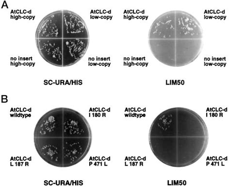 Functional Complementation Of Gef Yeast Mutant By Atclc D Yeast Cells