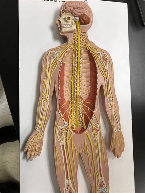 Spinal Nerves Plexuses Autonomic Nerve System Diagram Quizlet