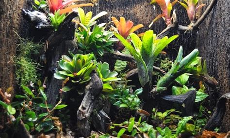 12 Best Vivarium Plants Use These Reptile Safe Plants With Pictures