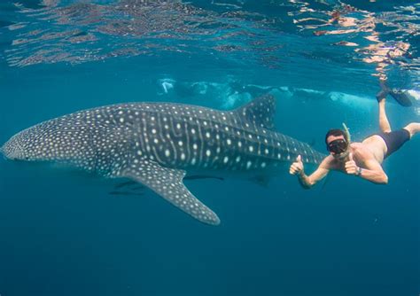 Swim With Whalesharks Exmouth All The Best Tours In One Place