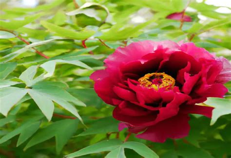 Nippon Beauty Peony The Jewel Of The Japanese Garden The Green Thumb