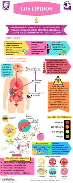 Infografia Lipidos Alimentos Lipidos Clases De Celulas