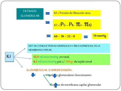 Fichas de aprendizaje Introducción a farmacología renal y