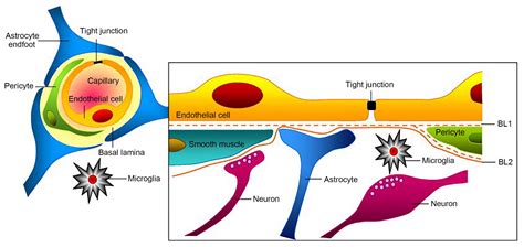 Towards Improvements For Penetrating The Bloodbrain Barrier—recent