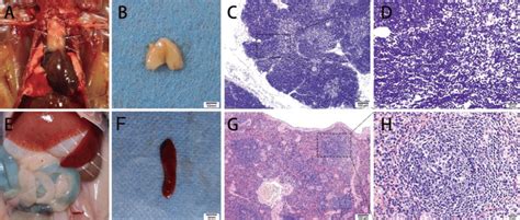 General Anatomical Structure And Histological Structure Of The Thymus