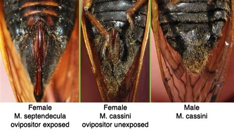 How To Tell If A Cicada Is A Male Or Female Cicada Mania