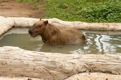 Capybara is Bathing in the Pond at the Zoo Stock Photo - Image of deer ...