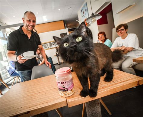 Neues Katzencafé in Düsseldorf Kraulen im 90 MinutenTakt