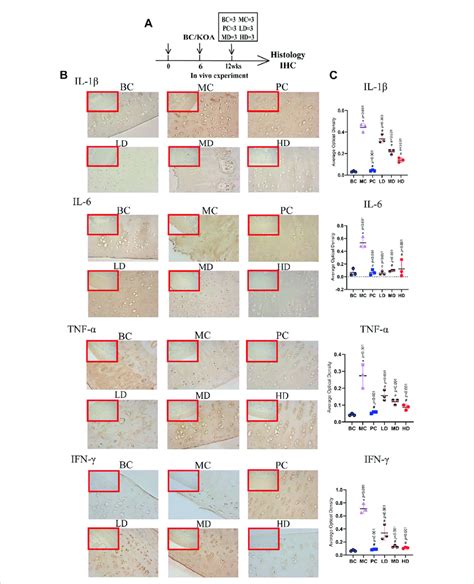 Immunohistochemistry Of Il 1β Il 6 Tnf α And Ifn γ A Experimental