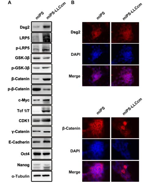 The differences in Wnt β catenin pathway between miPSCs and miPS LLCcm