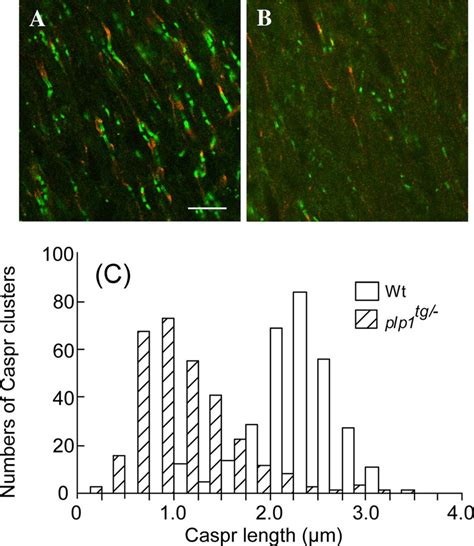 Abnormal Caspr And Kv1 2 Clustering In The Corpus Callosum A B