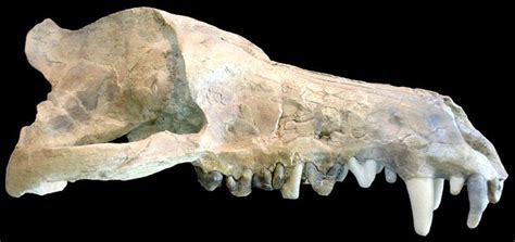 Andrewsarchus mongoliensis | Prehistoric, Mammals, Dinosaur history