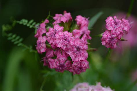 Flowers Carnation Flower HD Wallpaper Peakpx