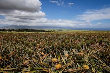 Pineapple Farm Tour in Maui, HI | Maui Pineapple Tour