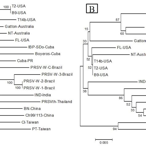 Phylogenetic Trees Based On The Nucleotide A And Amino Acids B