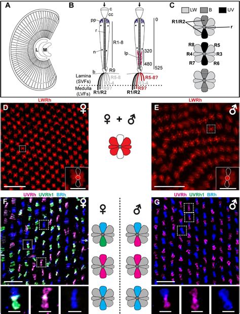 Butterfly compound eye anatomy and H. erato eye sections stained for... | Download Scientific ...