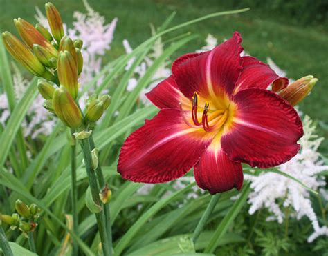 Daylily Red Volunteer