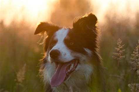 Cómo saber si un border collie es puro 6 pasos