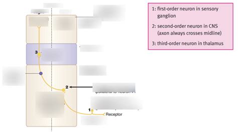 Spinothalamic Tract Diagram Quizlet