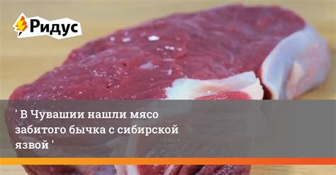 В Чувашии нашли мясо бычка с сибирской язвой