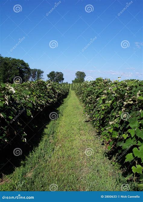 Grape Vineyard stock image. Image of harvest, greek, horizon - 2800633