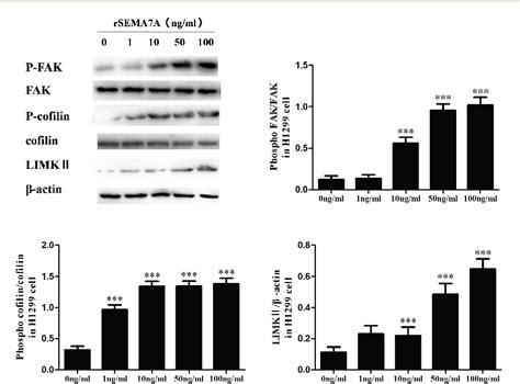 Figure From The Role Of Semaphorin A And Its Receptor Plexin C In