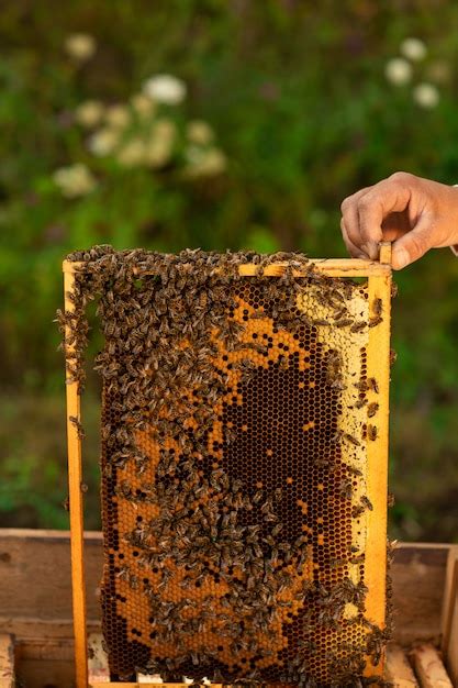 Premium Photo Close Up Of Beekeeper Holding A Honeycomb Full Of Bees