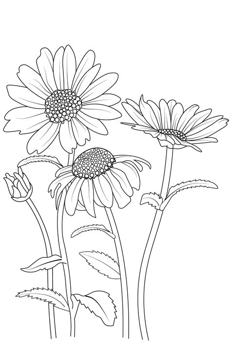 botanical daisy flower line art, gerbera daisy flower pencil art ...