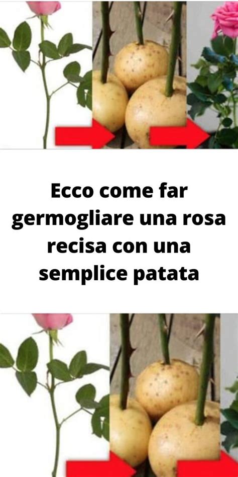 Ecco Come Far Germogliare Una Rosa Recisa Con Una Semplice Patata