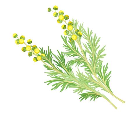 Mugwort Illustration Stock Illustrations 235 Mugwort Illustration