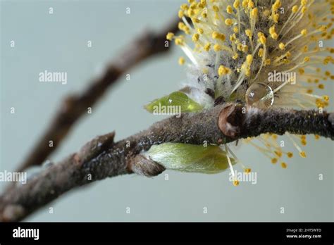 Beautiful Springtime Pussy Willow With Catkins Stock Photo Alamy