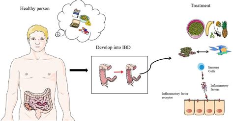 Frontiers Interaction Between Commensal Bacteria Immune Response And