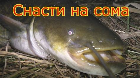 Ловля сома на куриную печень и как сделать снасть на сома . My fishing ...