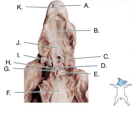 Biol Pig Dissection Flashcards Quizlet