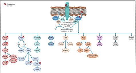 Figure 1 From Targeting KRAS Mutant Non Small Cell Lung Cancer One