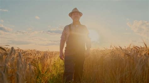 Man Farmer In Hat Walking Through Golden Stock Footage Sbv 336921997