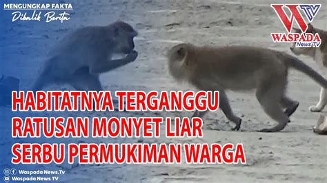 Habitatnya Terganggu Ratusan Monyet Liar Serbu Permukiman Waspada