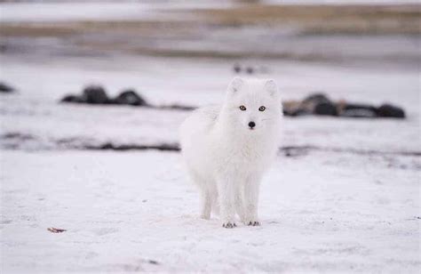 Les Animaux Rois Du Camouflage En Hiver Depuis Mon Hamac