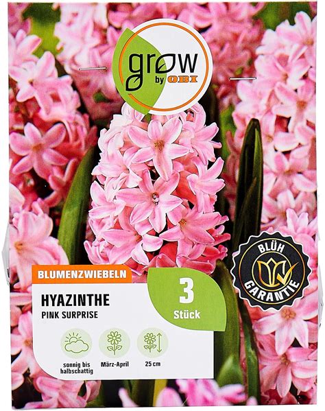 Grow By Obi Hyazinthen Pink Surprise St Ck Hyacinthus Kaufen Bei Obi