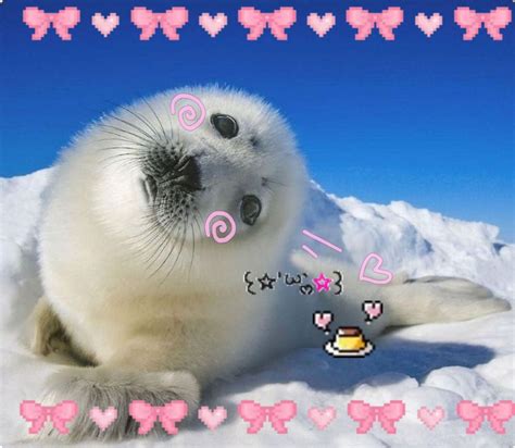 Widget In 2024 Silly Animals Cute Cats Cute Seals