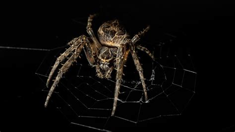 Orb-weaver spider uses web to capture sounds | Cornell Chronicle