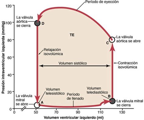 Diagrama de volumen presión del ventrículo izquierdo