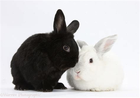 White rabbit with black rabbit photo - WP32788