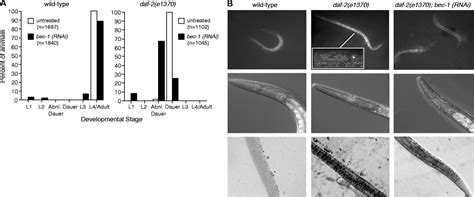 Autophagy Genes Are Essential For Dauer Development And Life Span