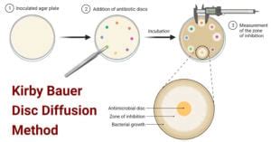 Kirby Bauer Disc Diffusion Method For Antibiotic Susceptibility Testing